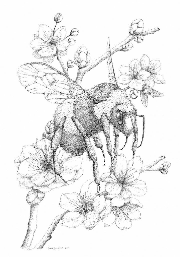 Bumblebee