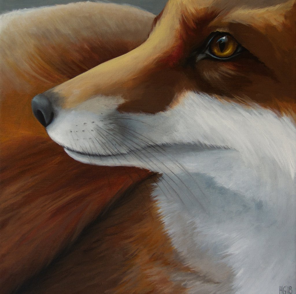 Red Fox 1 / Räv (profil)