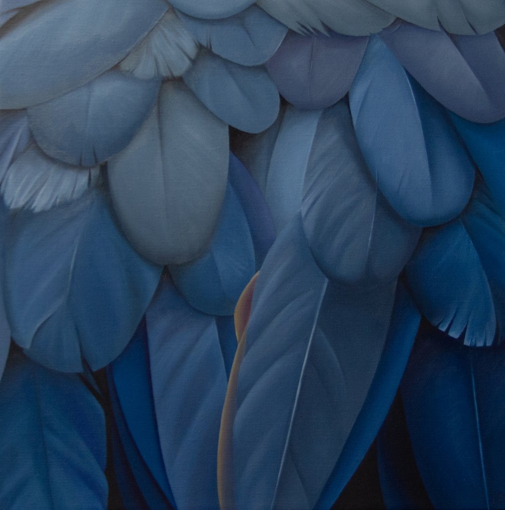 Pidgeon Blue / Duvblå