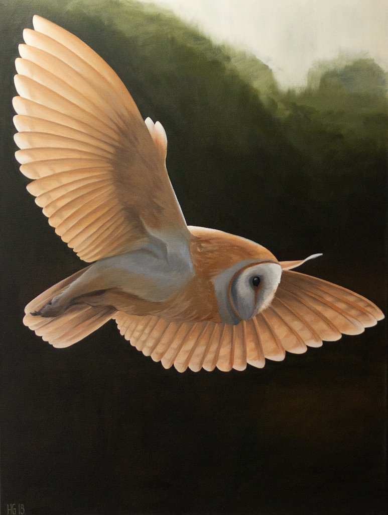 Flying Barnowl / Flygande tornuggla