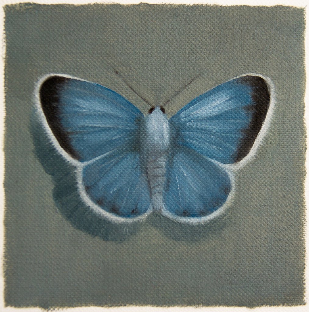 Blue Wing / Blåvinge